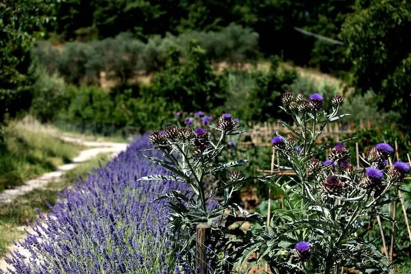 Casa Rondini, lovely apartment on the ground of organic farm, infinity pool