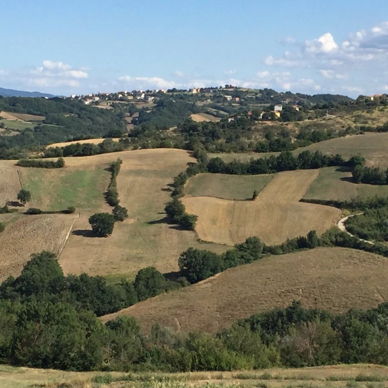 L'Orso Delle Vigne