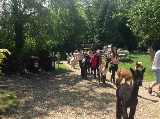 Dunreyth Alpacas