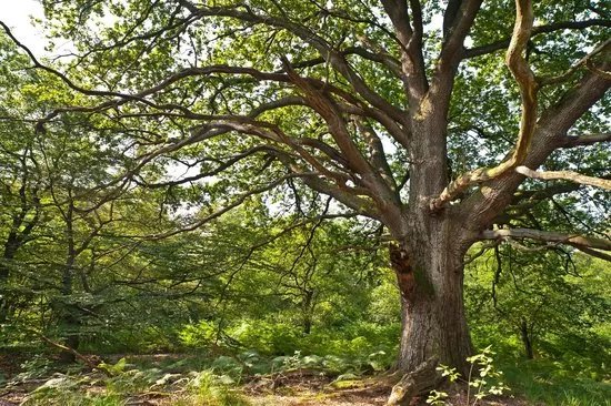 Urwald Sababurg