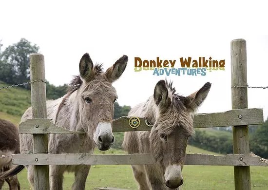 Donkey Walking Adventures