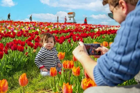 Tulleys Tulip Garden - Warwickshire