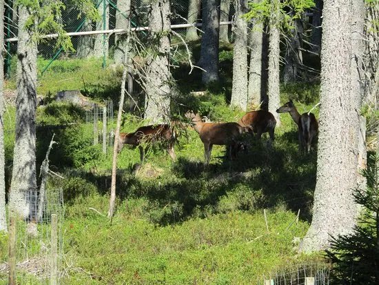 Visitor Center Kvilda - deer and rye range