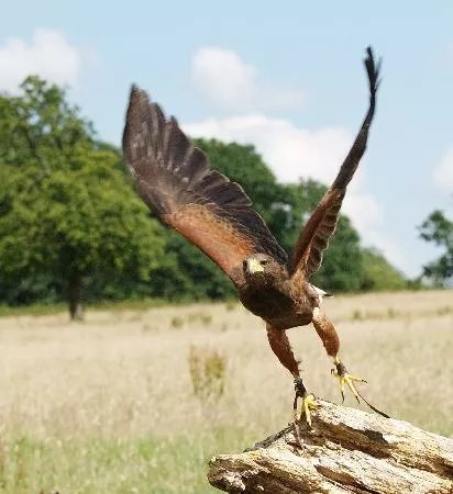 Falconry with Nigel Hawkins