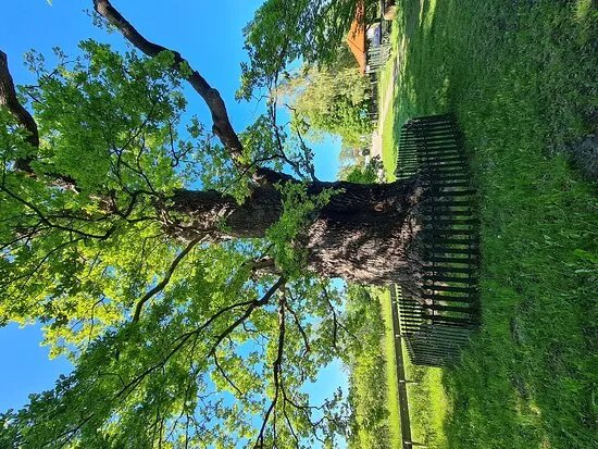 Bazynski Oak