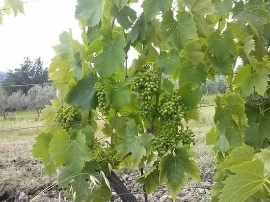 Azienda Agricola Baj -macario