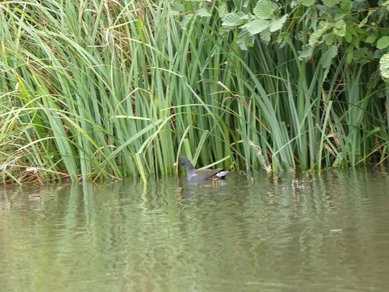 North Walsham & Dilham Canal Boat Tours