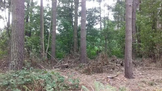 Harlestone Firs