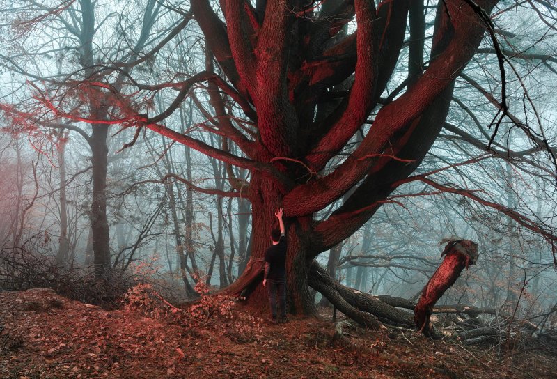 Riserva Forestale Bosco Sacro di Mergugno