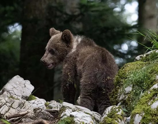 Wild Aperture