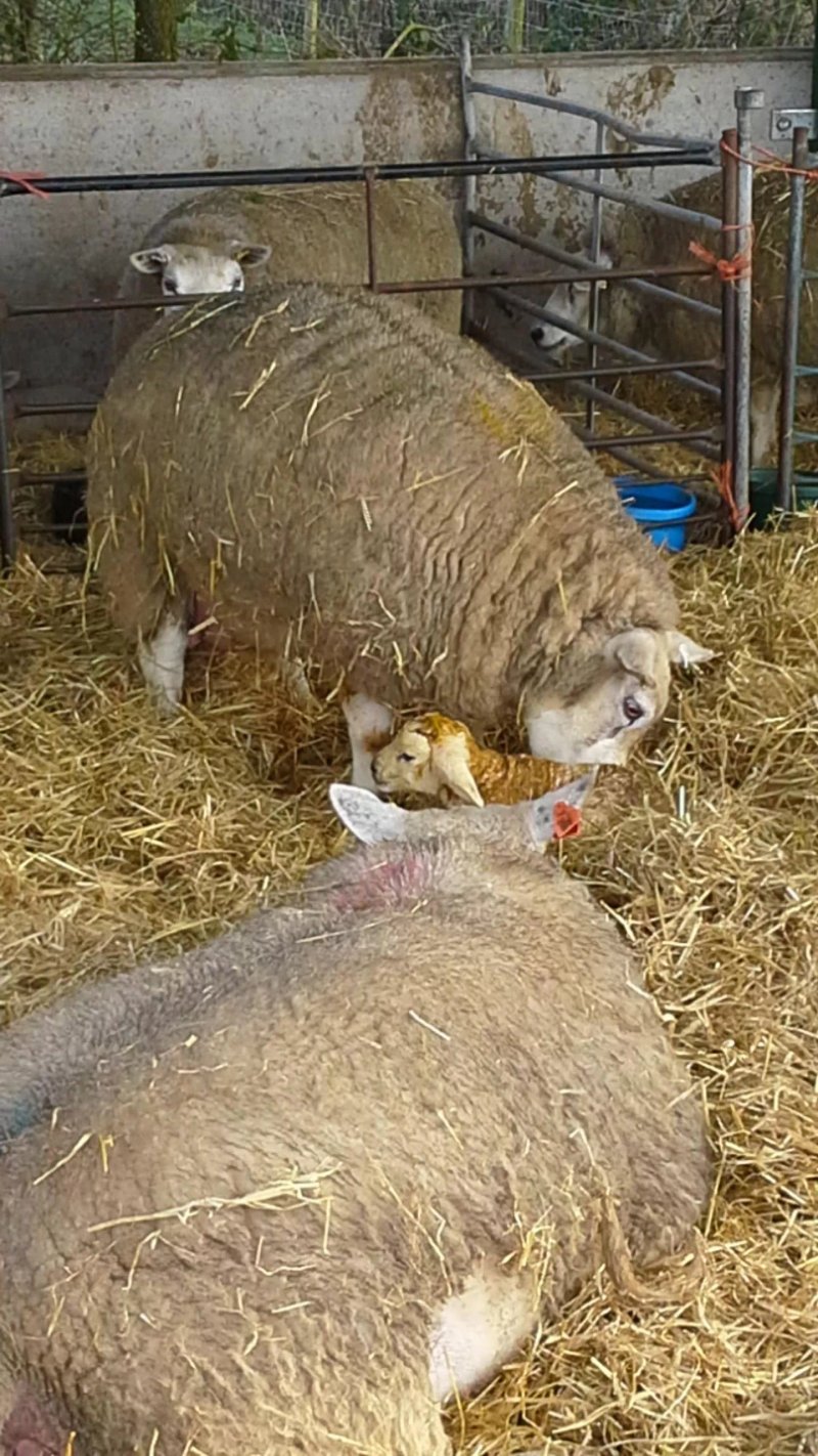 Beanhill Farm