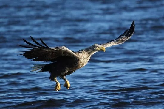 Fotolowy  - Orly z Bliska (Eagles of the Oder Delta )