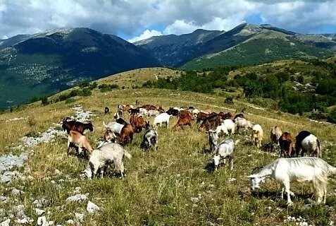 Azienda Agricola Benacquista
