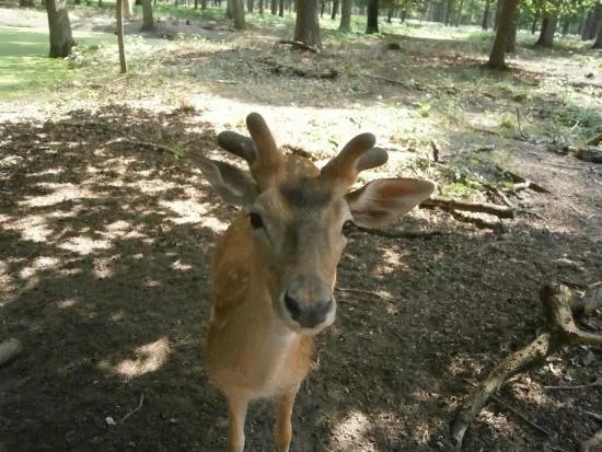 Wildpark Alte Fasanerie Klein-Auheim