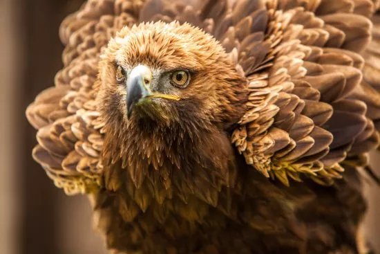 Walks With Hawks