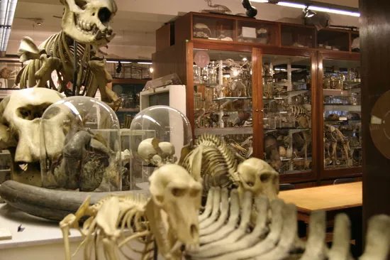 Grant Museum of Zoology
