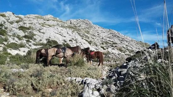 Hipica Formentor