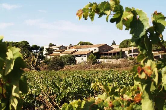 Chateau le Bouis