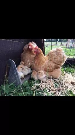 Pask Farm
