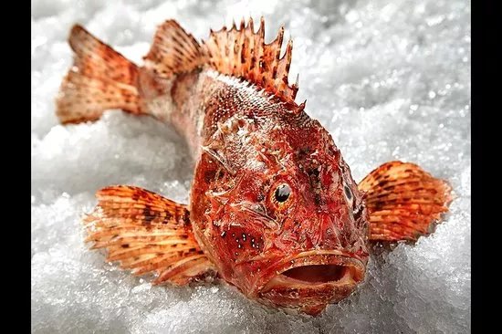 Pescados La Chucha