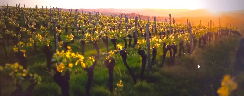 Vineyards of Hampshire