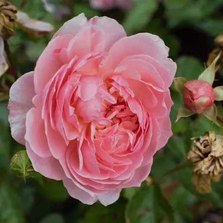 David Austin Roses