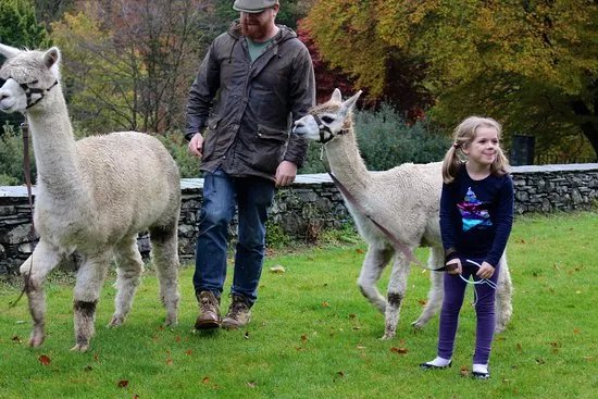 Alpacaly Ever After