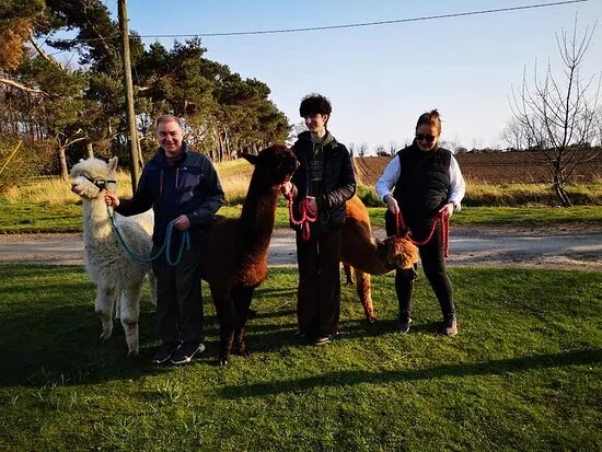 Claireville Alpaca