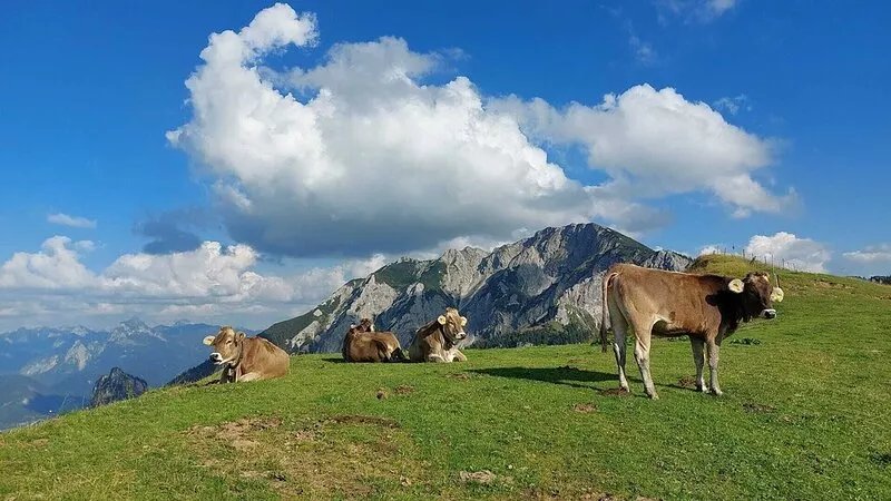 Vacation apartment with a wonderful alpine panorama
