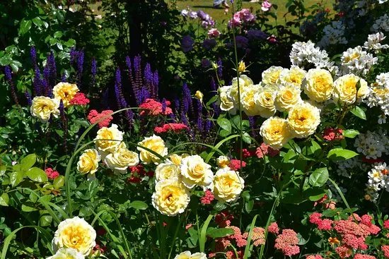 Peter Beales Roses