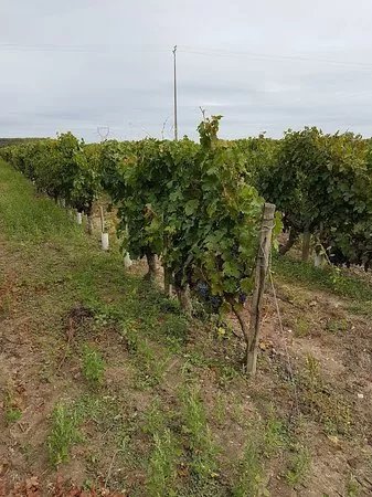 Domaine Olga Raffault