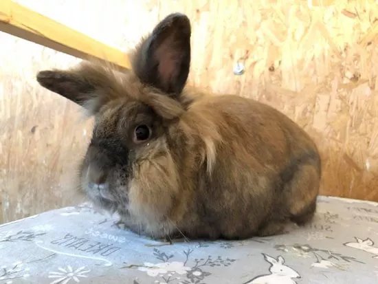 Thornberry Animal Sanctuary