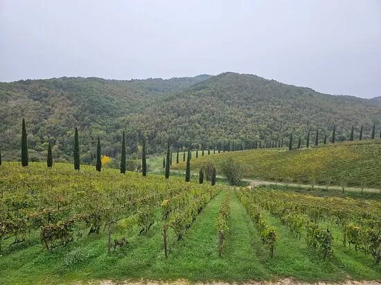 Brancaia