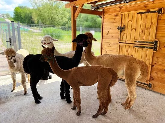 Alpaca Park