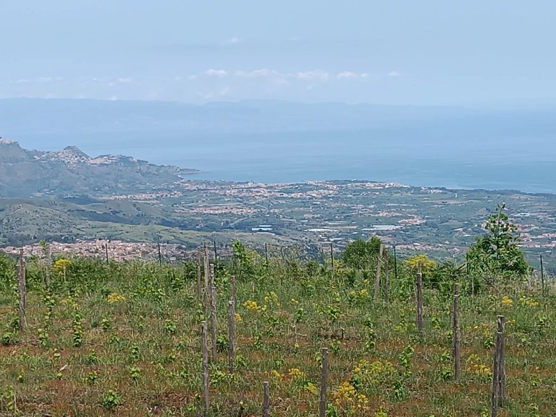 Azienda Agricola Vini Di Mauro Antonio