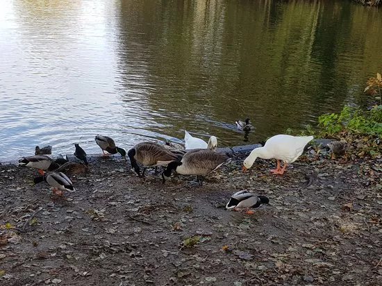 Broadwater Park