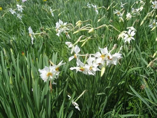 Sentier Des Narcisses