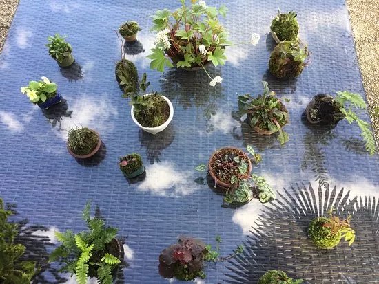 Studio Bonsai Tamburello