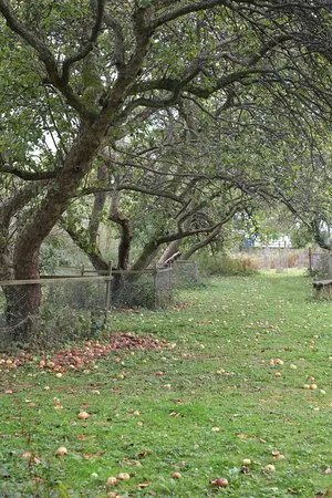 Tewin Orchard