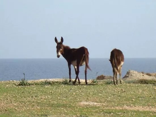 Dipkarpaz Milli Parki - Karpaz National Park Wild Donkey Protection Area