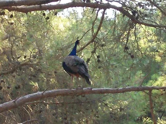 Plaka Forest