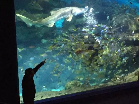 Blue Planet Aquarium