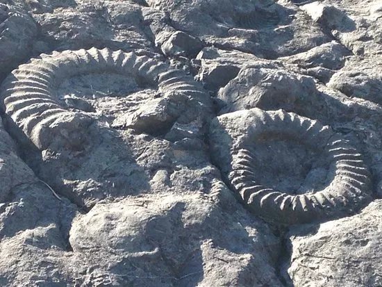 La dalle aux ammonites