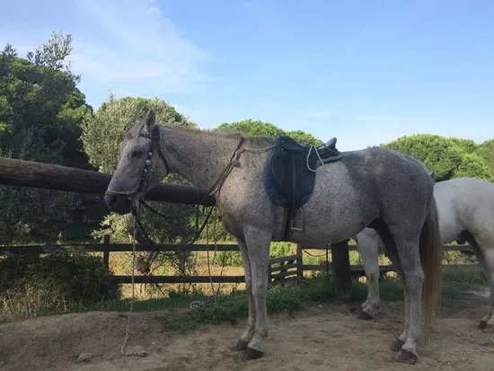 Skiathos Riding Centre
