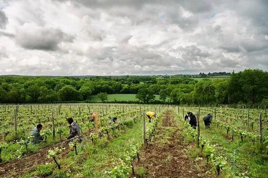 Domaine de Haute Perche
