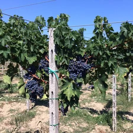 Cantina Sociale San Michele Arcangelo