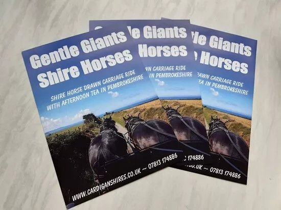 Gentle Giants Shire Horses
