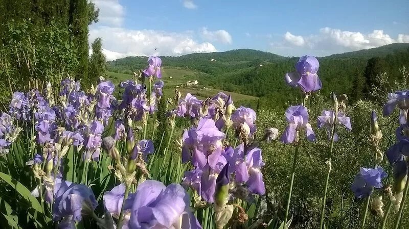 Hilltop paradise cottage, a stone's throw from Florence