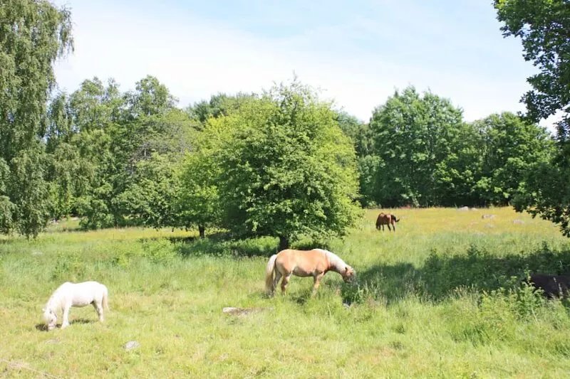 Vacation at a farmstead with horses and ponies