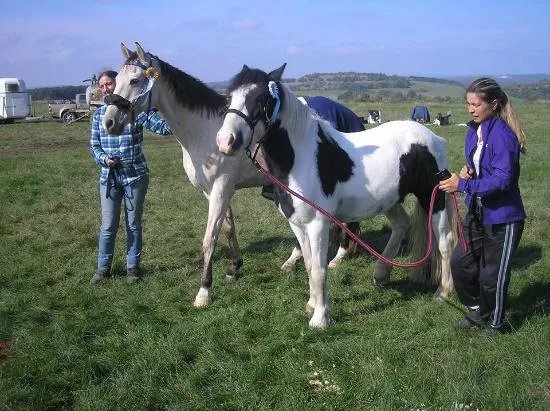 Brat Pack Trail Riders